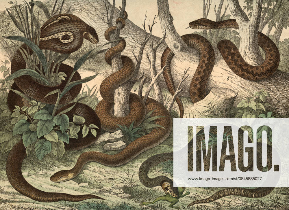 Tiere, Schlangen: Brillenschlange oder indische Kobra, Naja tripudians oder Naja naja, Kreuzotter, Pelias berus, Ringelnatter, Tropidonotus natrix, Äsculapnatter, Coluber aesculapii, Schulbild, authentische Reproduktion eines Schulwandbildes, um 1900, genaues Datum unbekannt, Historisch 1f-4874924