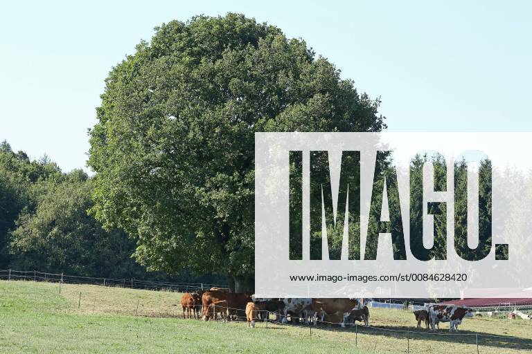 Summer in the Siegerland a hot summers day begins Kuehe in Siegen Oberschelden are looking for the shade of a summer tree in the Siegerland on 24 07 2018 in Siegen Germany on a pasture in the morning