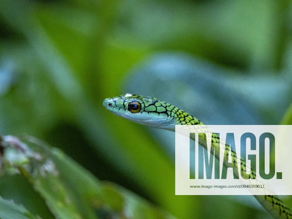 Adult black-skinned parrot snake, Leptophis ahaetulla nigromarginatus, deep within the Pacaya Samiria Preserve, Peru