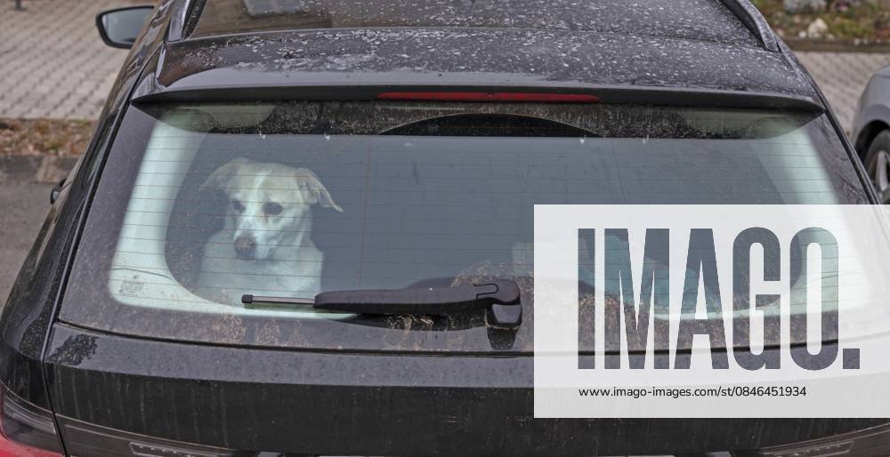 Wartender Hund im Kofferraum eines Autos, Bayern, Deutschland Waiting dog in the trunk of a car, Bavaria, Germany