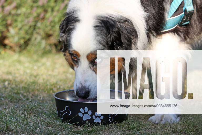 Summer in the Siegerland a hot summer day is coming to an end Dog Australian Shepherd drinks water in the garden from his water bowl summer in Siegerland on 24 07 2018 in Siegen Germany