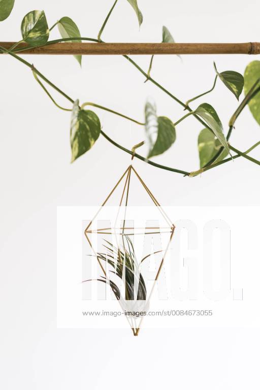 Air plant in a pendant AFVF00620