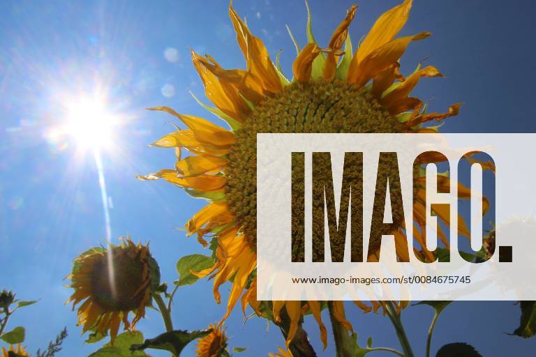 Drought in Hofheim Main Taunus Hesse Germany Sunflowers Helianthus annuus in a field leave their heads and leaves hanging in the midday sun