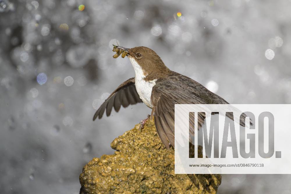 Wasseramsel (Cinclus cinclus), steht auf einem Tuffstein vor einem Wasserfall mit Insekten im Schnabel, Biosphärengebiet, Schwäbische Alb, Baden-Württemberg, Deutschland White-throated White-throated Dipper (Cinclus cinclus), standing on a tufa in front of a waterfall with insects in its beak, biosphere reserve, Swabian Alb, Baden-Württemberg, Germany