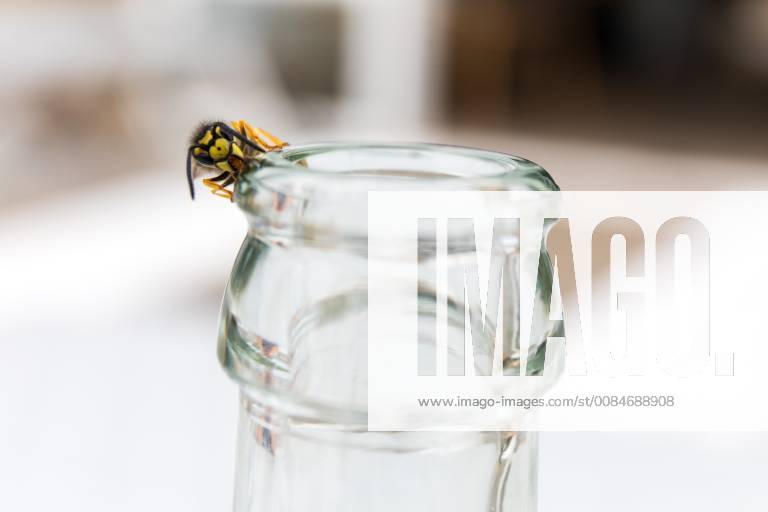 Teltow Germany GER Wasp crawls along a glass jar