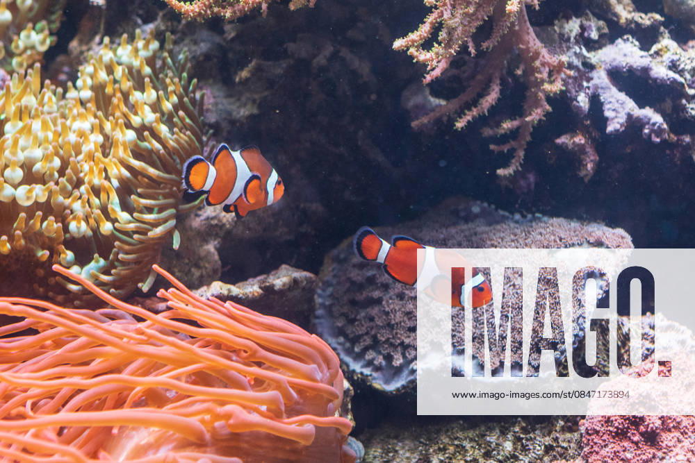 Two Clownfish Swim Near Anemone and Coral at the Monterey Bay A Monterey, California, United States R_NCJL260206-1961488-01