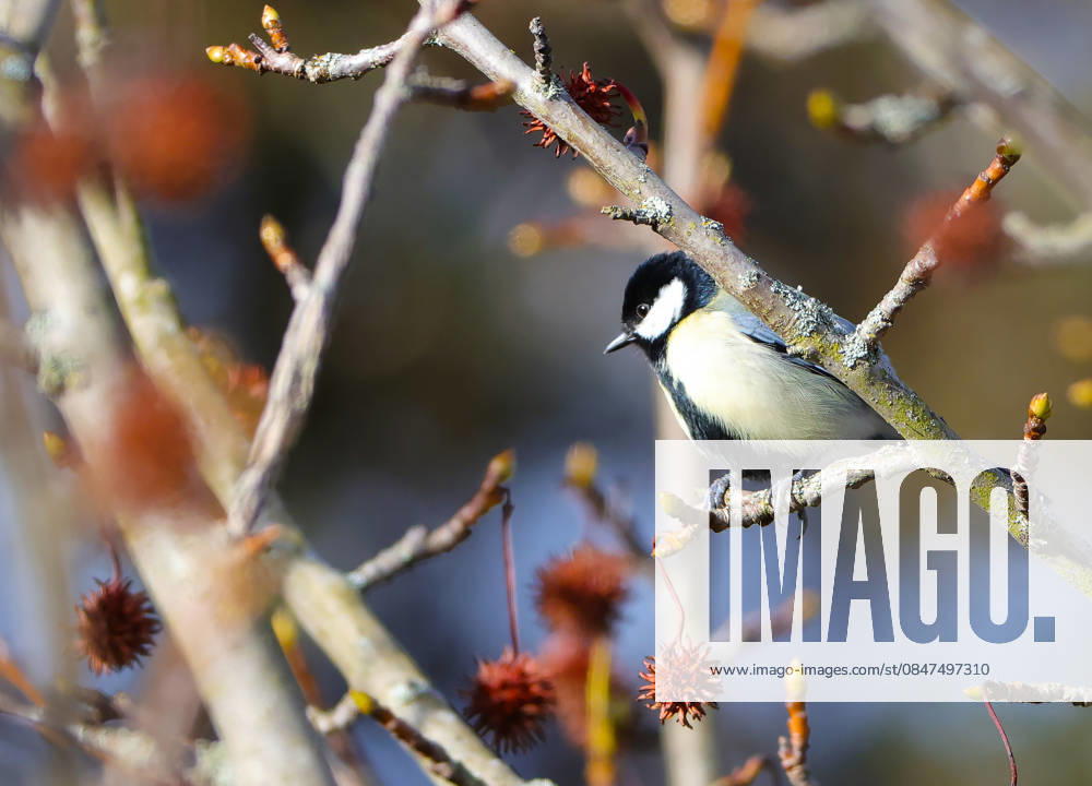 Wildlife in the garden Munich, in the picture great tit