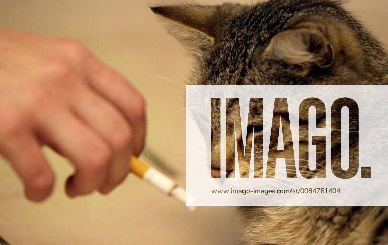 BRU02 - - CHARLEROI, BELGIUM : Picture of a cat breathing cigaret s smoke in a house, on wednesday 31 July 2002, in Charleroi. American Journal of Epidemiology has explained the dammages of passive smoking on cats. VIRGINIExLEFOUR x1010997x