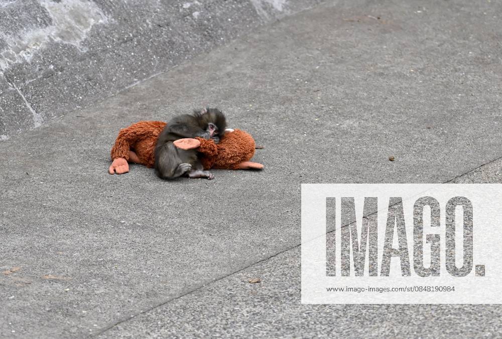 Baby monkey named Punch finds comfort with a stuffed animal CHIBA, JAPAN - FEBRUARY 20 : Baby monkey named Punch is seen with a stuffed animal at a zoo on February 20, 2026, in north of Tokyo, Chiba Prefecture, Japan. Abandoned by his mother at birth, the monkey found comfort with a stuffed animal. David Mareuil Anadolu Chiba Japan. Editorial use only. Please get in touch for any other usage.