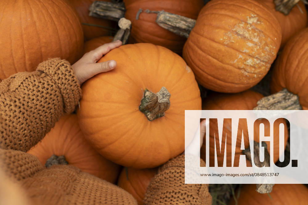Child with cozy sweater holding pumpkin at autumn harvest farm model released, Symbolfoto, VIVF01726