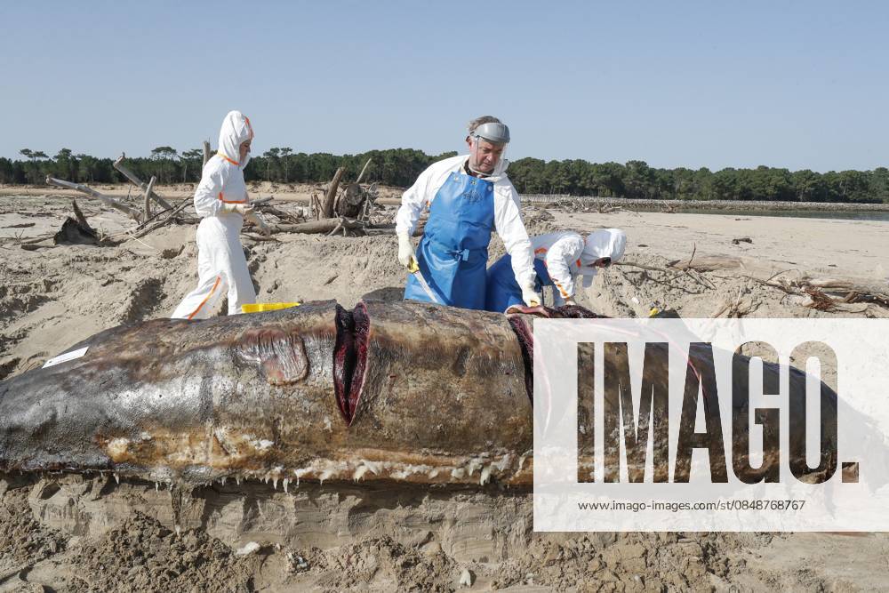 KW09 Echouage dune baleine à bec morte sur lIle dOléron PHOTOPQR SUD OUEST Jean Christophe Sounalet Saint Trojan les Bains 25 02 2026 le 25 02 2026 Dead beaked whale washed up on Maumusson beach in Saint Trojan on the Ile dOléron Analyses of the cetacean by PELAGIS scientists Dead beaked whale washed up on Maumusson beach on the Ile dOléron on February 25, 2026 Saint Trojan les Bains CHARENTE MARITIME France