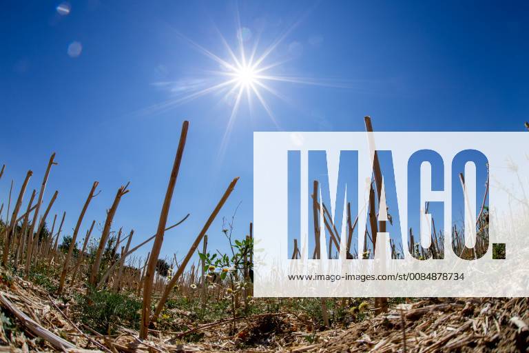 Heatwave in Germany The sun shines on 06.08.2018 over a field at Bad Homburg Bad Homburg Germany