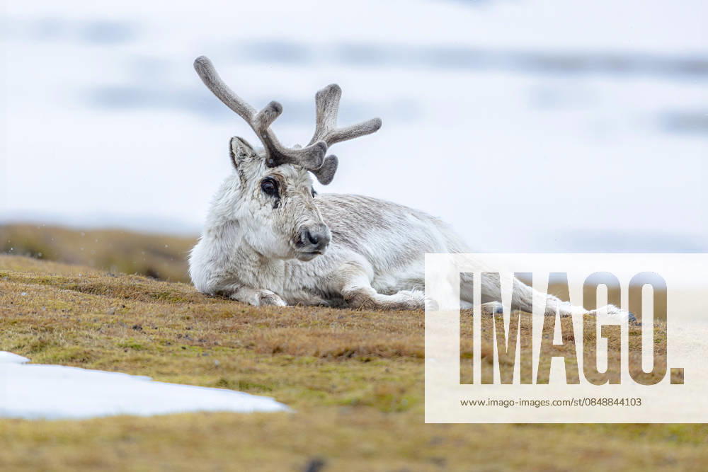 Svalbard Ren, Svalbard, Svalbard reindeer, Svalbard Reindeer Rangifer tarandus platyrhynchus , rests itself from, Norway, Spitsbergen, Longyearbyen Svalbard Reindeer Rangifer tarandus platyrhynchus , resting, Norway, Svalbard, Longyearbyen BLWS739832