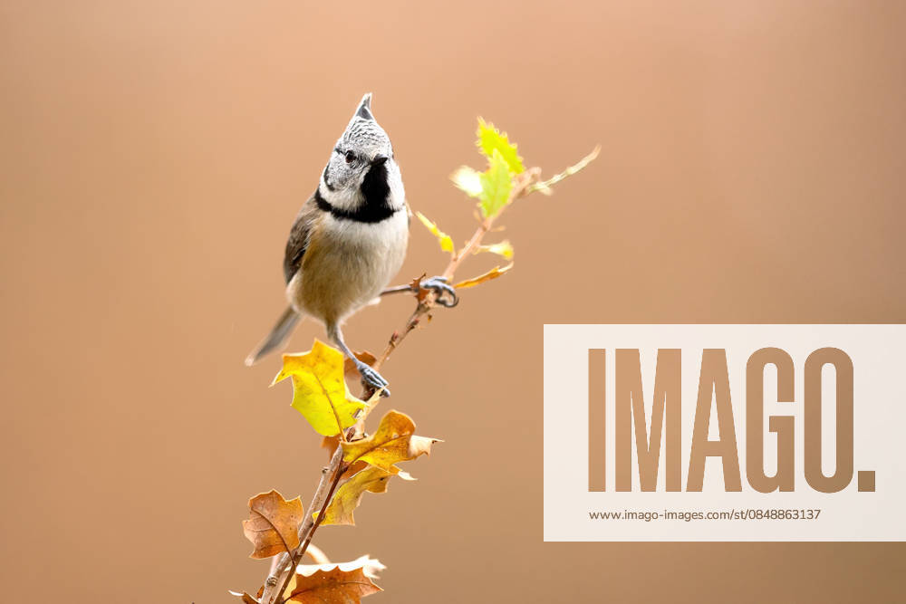 Crested tit perched on autumn oak branch A crested tit perched on a twig with autumnal oak leaves in the background. The scene captures the essence of a serene oak grove during fall, highlighting local fauna. Model Released DavidJerez_ID33793_1189852_020