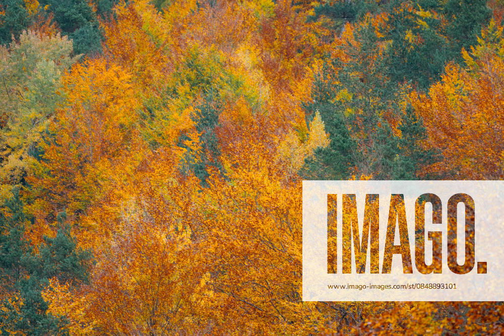 Vibrant autumn landscape in Anisclo Canyon Mesmerizing autumn hues of orange, yellow, and red foliage fill Anisclo Canyon in the Spanish Pyrenees, capturing the enchanting spirit of the season. Model Released IoritzLopez_ID33058_1125239_001