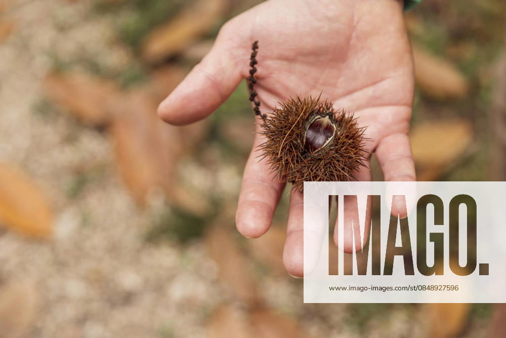 Hand holding chestnut with spiky husk in autumn forest A close-up image of a hand holding a spiky chestnut husk amidst a forest scene. Fallen leaves and earthy tones evoke the essence of autumn, capturing nature s beauty. Model Released M-aCreativeStudio_ID33170_1129394_012