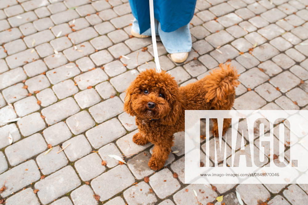 Woman walking a fluffy dog on a cobblestone pathway A woman in jeans stands on a cobblestone path, holding the leash of a fluffy, brown dog looking up. The scene captures a moment of outdoor pet companionship. Model Released Shapovalphoto_ID33077_1125801_033