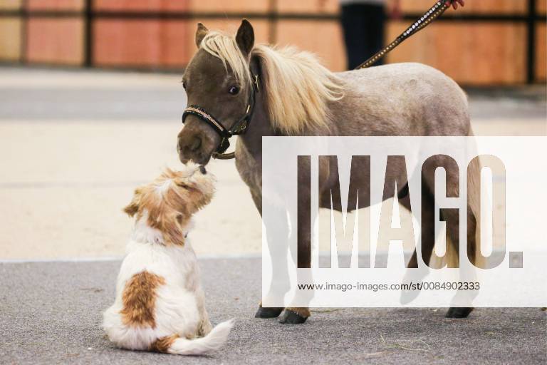 Gulliver, the world s smallest horse, and a puppy at the 20th Hipposphere International Equestrian Exhibition at the Expoforum Convention and Exhibition Centre. The height at the withers of the horse born to a couple of American miniature horses at the Hidalgo pony farm, is 49 cm (19.29 in). Peter Kovalev TASS TS08C0BF