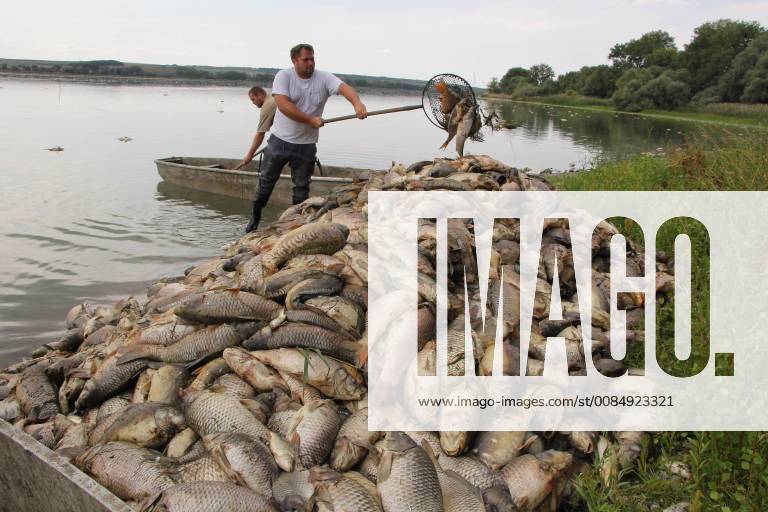 In the Nesyt Pond, Czech Republic, due to a hot weather that causes lack of oxygen in water, died dozens of tons of fish. On the photo a fisherman piling up dead fish out of the pond on August 10, 2018. (CTKxPhoto VaclavxSalek) CTKPhotoP201808100620201 sal 01