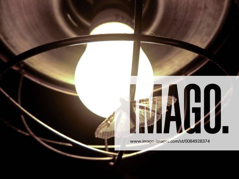 Light stress for insects A moth has been attracted by the light of a lamp