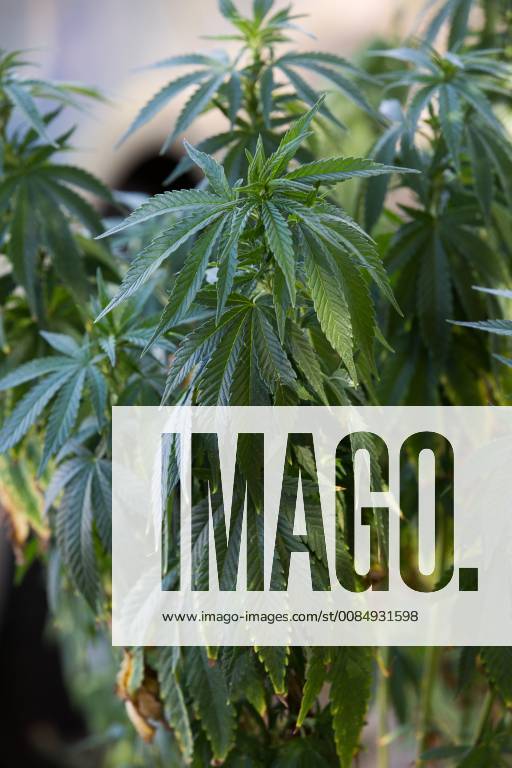 Erfurt Waltersleben 060818 Illegal hemp plantation near the Höffner furniture store discovers police officers are securing tracks and seizing the plants in the pails