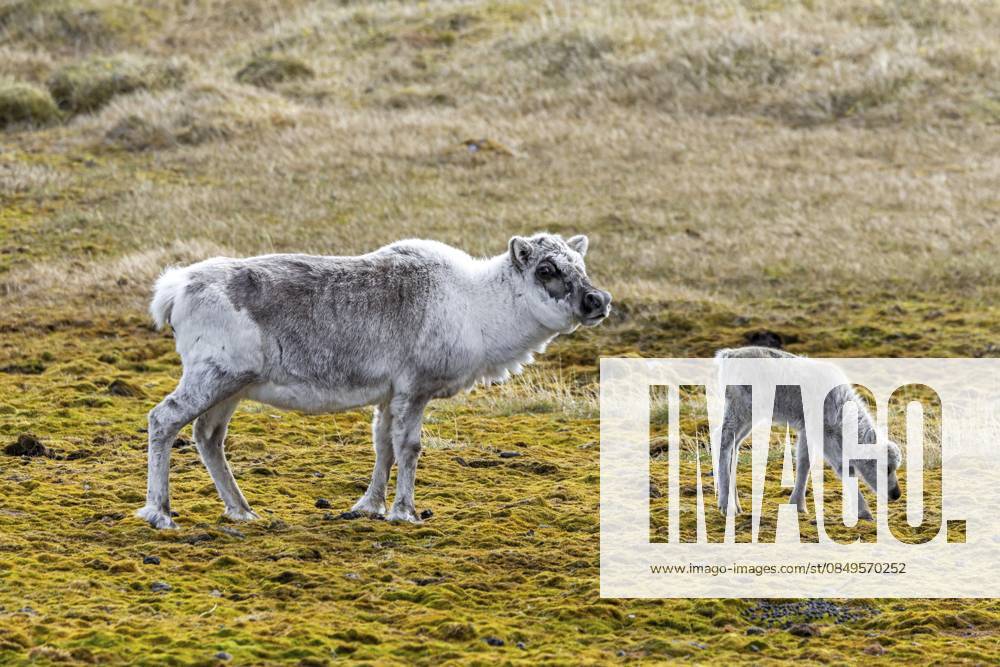 Spitzbergen Rentier (Rangifer tarandus platyrhynchus) in der Mauser, Kuh mit Kalb bei der Futtersuche in der Tundra im Sommer auf Spitzbergen, Norwegen Svalbard reindeer (Rangifer tarandus platyrhynchus) moulting female, cow with calf foraging on the tundra in summer on Spitsbergen, Norway