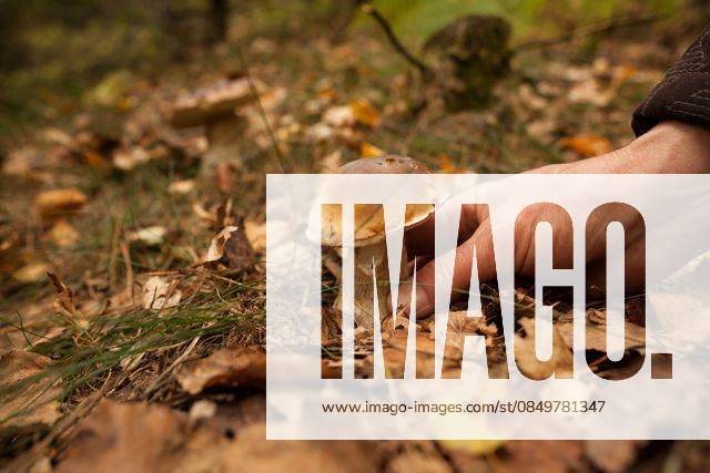 Hand touching mushroom on forest ground Close up of a hand touching mushroom on forest ground, model released, , property released, Prague, Czech Republic, 09.10.2013, 238398.jpg, mushroom, forest, wild, autumn, fungi, delicacy, natural, grow, brown, life, botanical, season, flora, woods, healthy, fungus, growth, plant, beauty, fresh, nature, edible, plants, ground, holding, hand Outdoors,Close-up,Day