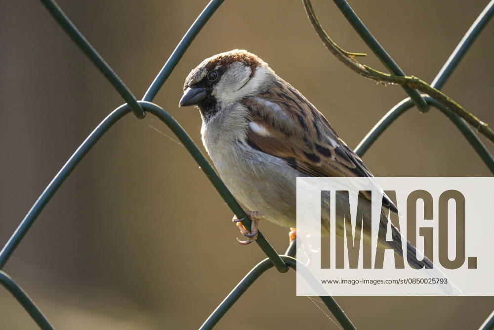 A house sparrow Passer domesticus on a metal fence in Berlin Friedrichsfelde
