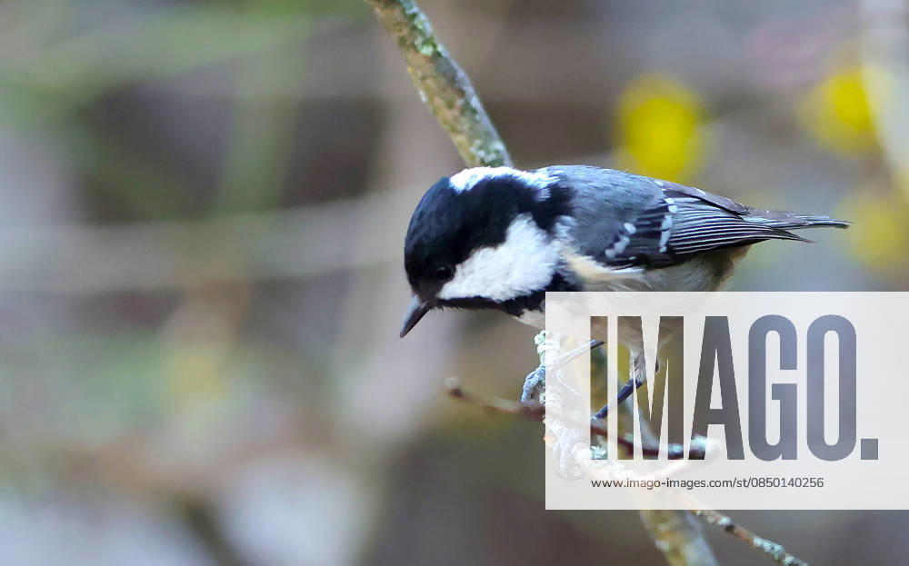Wildlife in the garden, Munich in the picture Great tit
