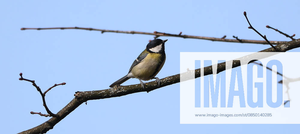 Wildlife in the garden, Munich in the picture Great tit