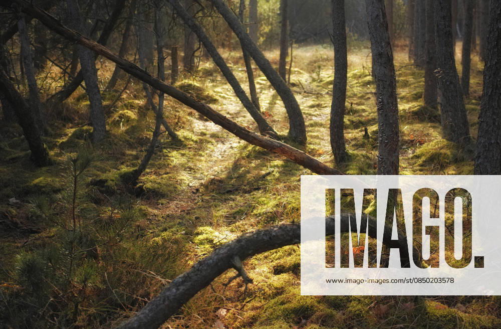 Outdoor, trees and landscape with environment, forest and countryside with holiday destination. Nature, sustainability or sunshine with bush, oxygen or empty with growth in woods or ecology in Canada. model released property released