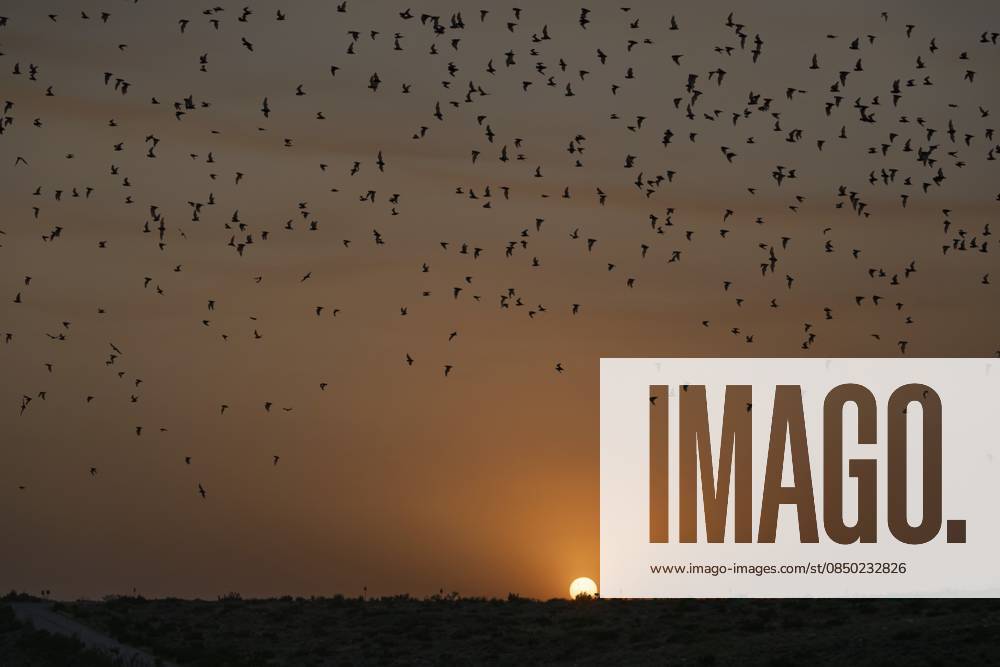 Fledermäuse, die bei Sonnenuntergang aus der Höhle fliegen, um nachts nach Insekten zu suchen. Carlsbad Caverns National Park, New Mexico Bats flying out of the cave at sunset to forage for insects at night. Carlsbad Caverns National Park, New Mexico