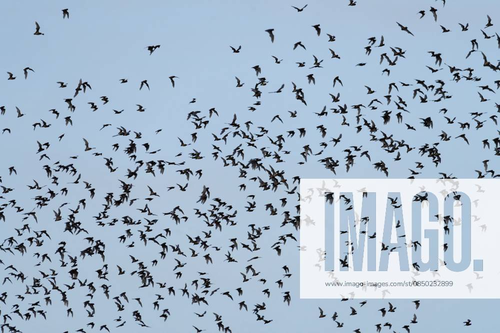 Tausende von Fledermäusen fliegen in der Abenddämmerung aus der Höhle, um Insekten zu jagen, im Carlsbad Caverns National Park, New Mexico Thousands bats of fly out of the cave at dusk to hunt insects at Carlsbad Caverns National Park, New Mexico