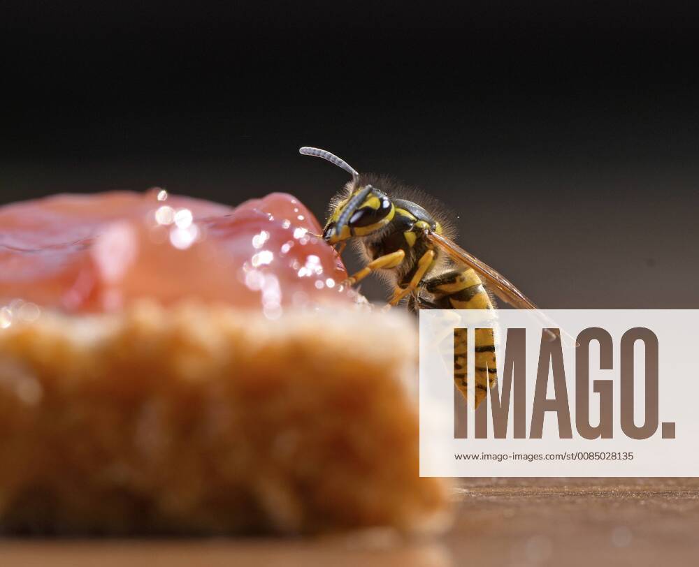 Bad Wörishofen in the Allgäu A wasp Vespinae looks for food on a jam bread 19 08 2018 Wasp on an apple 19 08 2018 Wasp on an apple