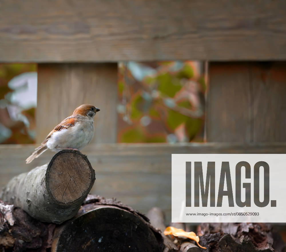 Garden, nature and space with sparrow on log outdoor for conservation, sustainability or wildlife. Background, environment and wallpaper with bird on ground in backyard for autumn ornithology. model released property released