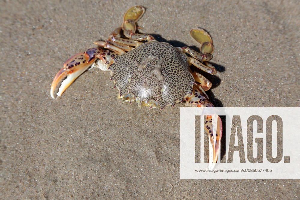 Krabbenweibchen (Ovalipes ocellatus) am Strand Lady Crab (Ovalipes ocellatus) on the beach (License=RF)