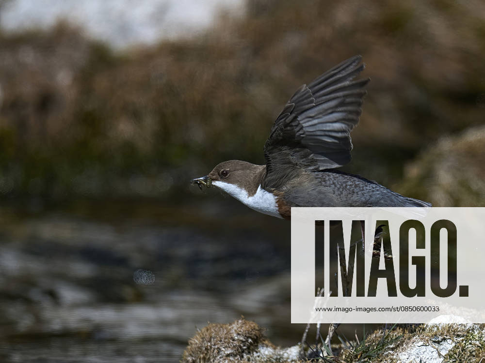 Wasseramsel Wasseramsel (License=RF)