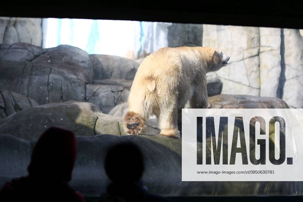 GER, Hamburg, Stellingen, zoo, culture, animals, species protection, offspring, spring awakening at Hagenbeck Zoo, new polar bear in the Arctic Ocean, polar bear Rasputin has moved from Aalborg Denmark to Hamburg as part of the European Endangered Species Programme EEP, visitors marvel at the huge animal CE
