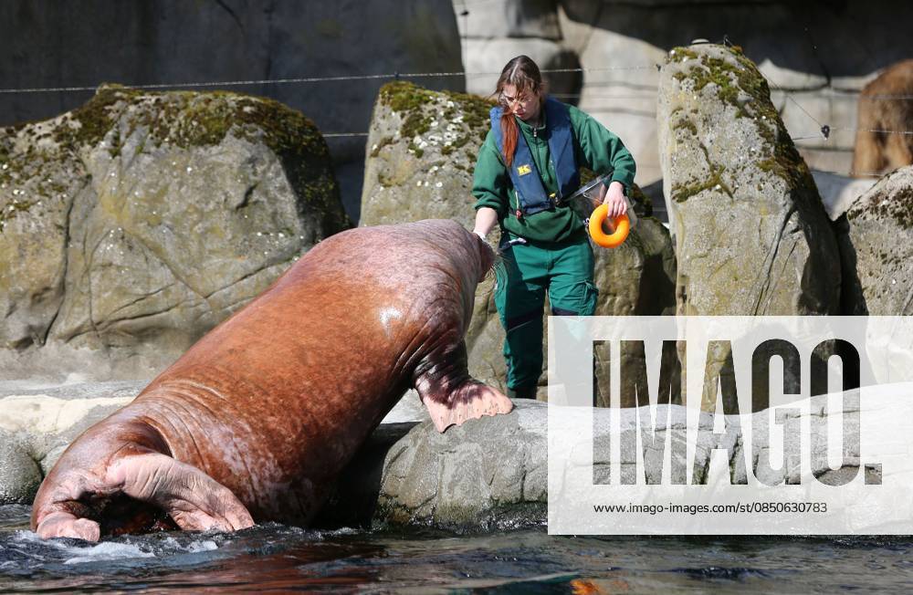 GER, Hamburg, Stellingen, zoo, culture, animals, walrus, spring awakening at Hagenbeck Zoo, keepers feed and take care of the walruses in the Arctic Ocean CE