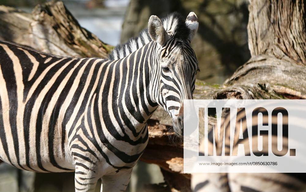 GER, Hamburg, Stellingen, Zoo, Culture, Animals, Spring Awakening at Hagenbeck Zoo, Chapman Zebra CE