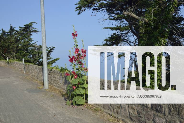 Stockrose, Stock-Rose, Stockmalve, Stock-Malve, Halsrose, Hals-Rose, Brandrose, Brand-Rose (Alcea rosea, Althaea rosea), mit roten Blueten an einer Steinmauer am Strassenrand, Frankreich, Bretagne, Erquy hollyhock (Alcea rosea, Althaea rosea), with red blossoms at a stone wall on the roadside, France, Brittany, Erquy BLWS490355