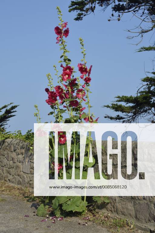 Stockrose, Stock-Rose, Stockmalve, Stock-Malve, Halsrose, Hals-Rose, Brandrose, Brand-Rose (Alcea rosea, Althaea rosea), mit roten Blueten an einer Steinmauer am Strassenrand, Frankreich, Bretagne, Erquy hollyhock (Alcea rosea, Althaea rosea), with red blossoms at a stone wall on the roadside, France, Brittany, Erquy BLWS490389