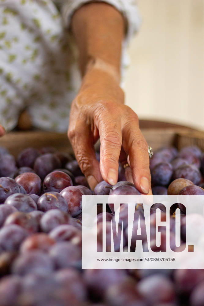 IMAGO Creative, Jahreszeit Sommer, Food, Pflaume The hand of a woman on a plum harvest in the kitchen during the summer Bourges, Centre-Val de Loire, France CR_WCUQ260313-1982153-01