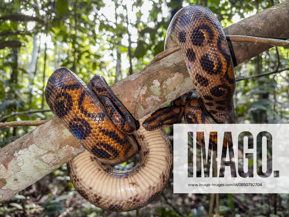 Adult rainbow boa captured by local guide on the Maraon River in Peru showcasing its vibrant colors and unique patterns