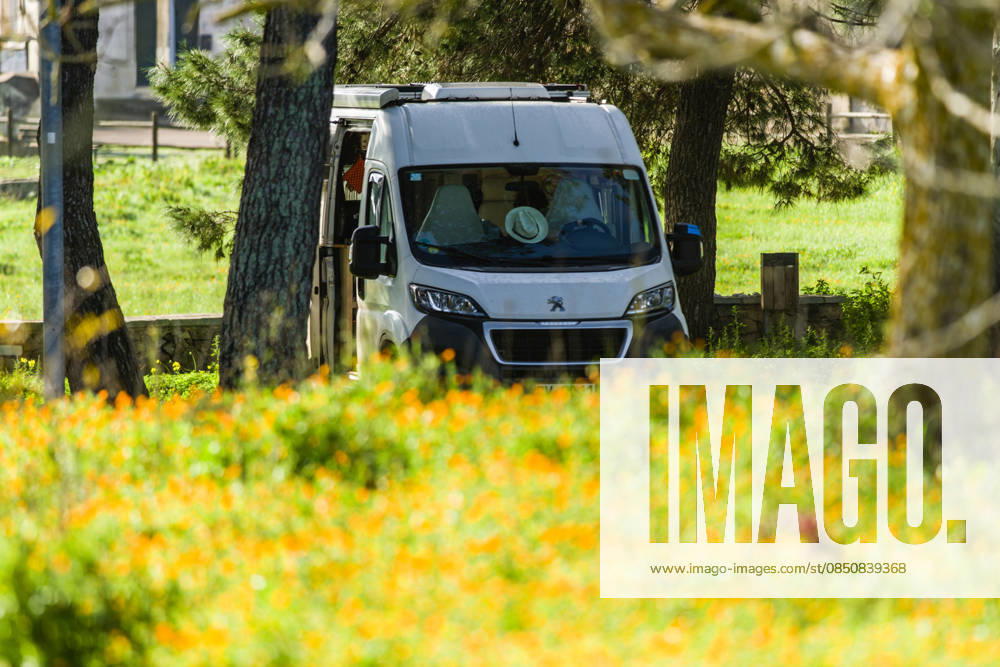 A campervan stands between trees in the middle of a marigold meadow in Salento, Apulia, Italy A campervan stands in the natural landscape next to a flower meadow