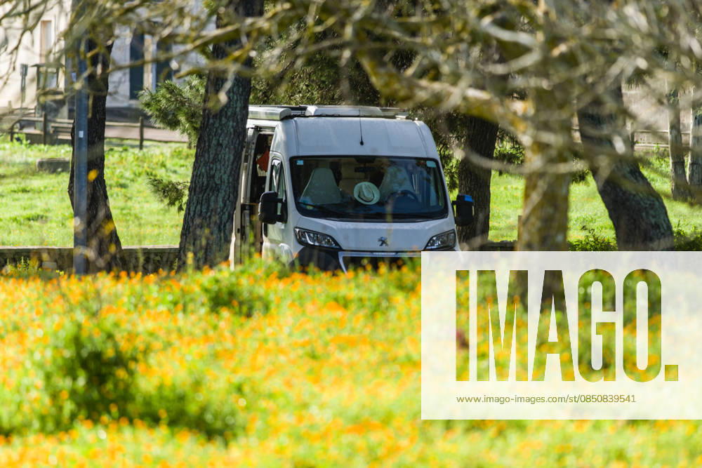 A campervan stands between trees in the middle of a marigold meadow in Salento, Apulia, Italy A campervan stands in the natural landscape next to a flower meadow