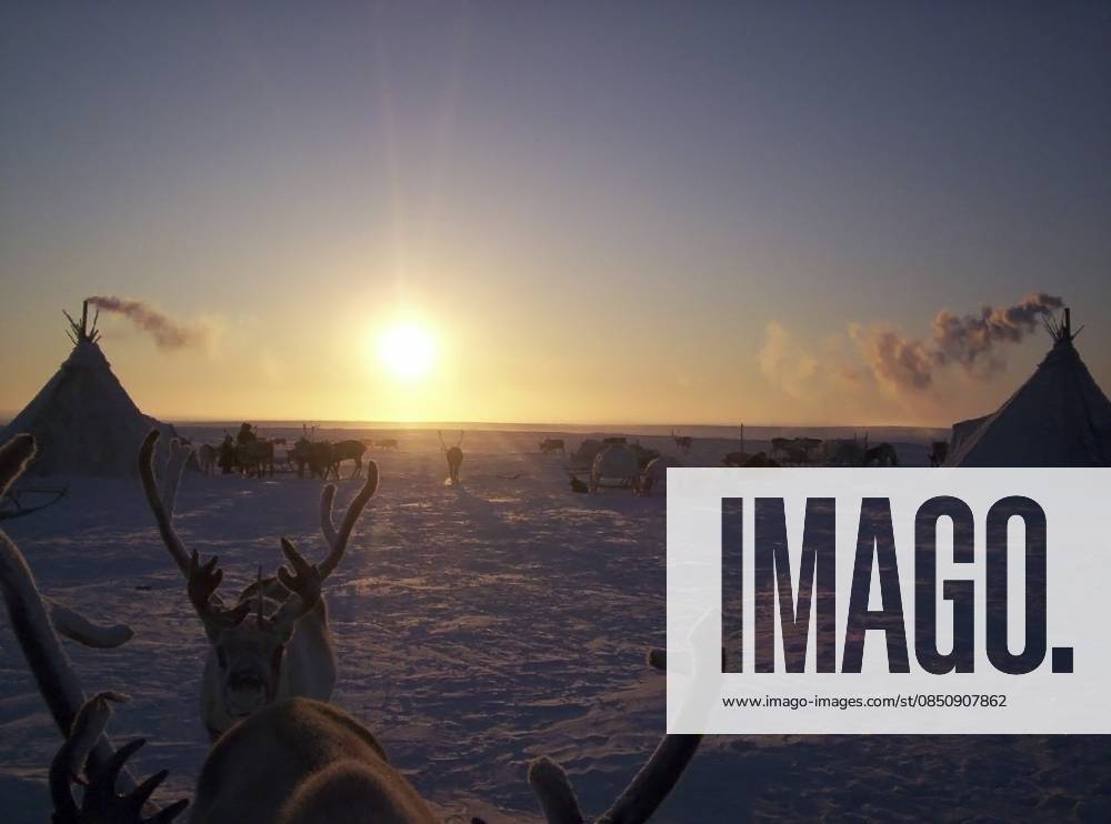 Rentiere vor einer Tundra Landschaft. Das Leben auf Jamal Reindeer against a tundra landscape. Life on Yamal