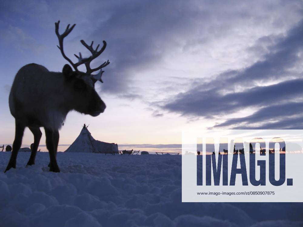 Rentiere vor einer Tundra Landschaft. Das Leben auf Jamal Reindeer against a tundra landscape. Life on Yamal