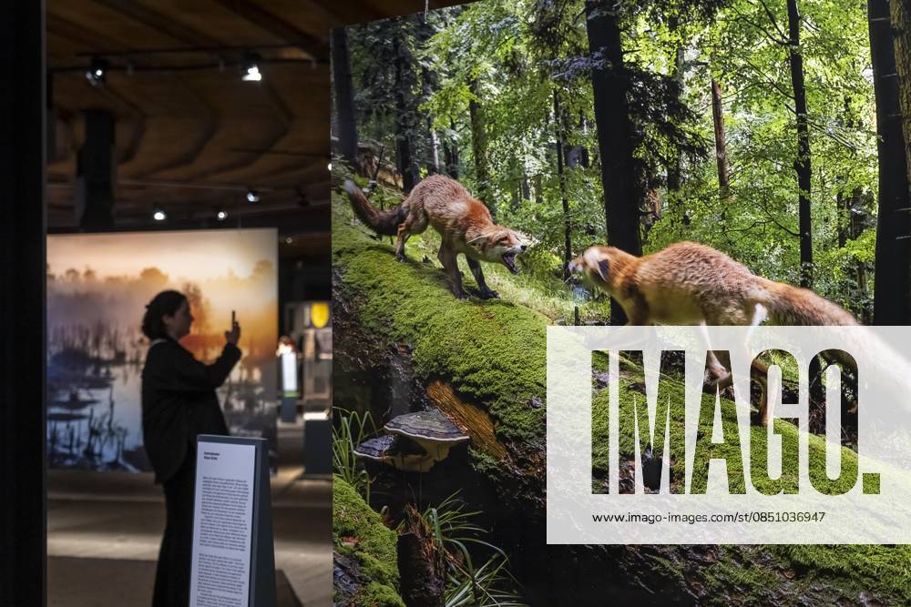 New exhibition in the Gasometer Oberhausen, Mythos Wald, on 3 levels and with several thematic chapters, the exhibition shows the diversity of the worlds forests with pictures, videos and exhibits, NRW, Germany, Mythos Wald Oberhausen