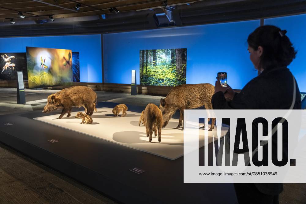 New exhibition in the Gasometer Oberhausen, Mythos Wald, on 3 levels and with several thematic chapters, the exhibition shows the diversity of the worlds forests with pictures, videos and exhibits, NRW, Germany, Mythos Wald Oberhausen